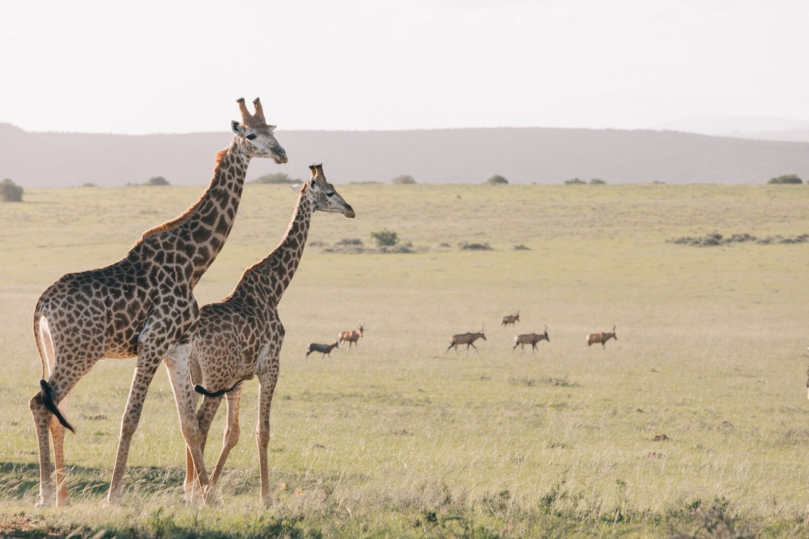 Amakhala Game Reserve, Eastern Cape Big Five private reserve