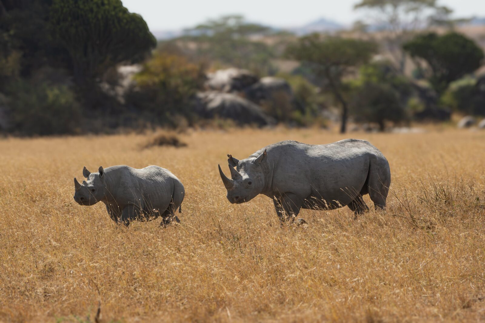Kwandwe Private Game Reserve, Eastern Cape Big Five wilderness